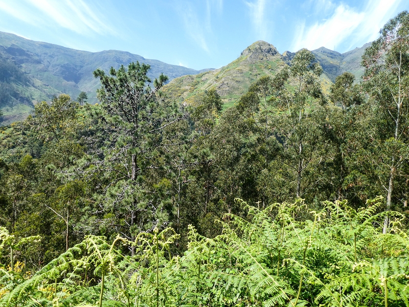 Levada do Teixo — The cleared section — photo 2