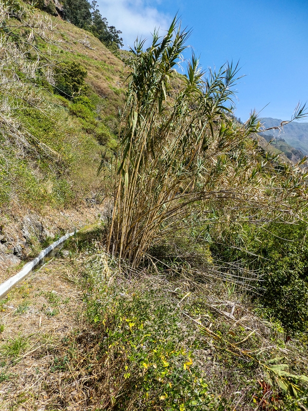 17 de maio de 2019 Para fechar: 5 levadas em Ponta do Sol — Na Levada do Coronel até à Madre 2 — foto 29