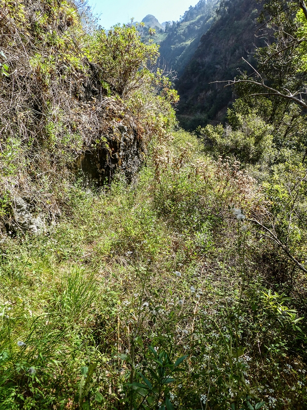 17 de maio de 2019 Para fechar: 5 levadas em Ponta do Sol — Seguindo até ao túnel em galeria — foto 1