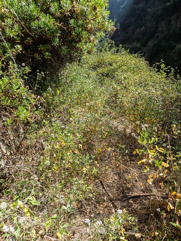 17 de maio de 2019 Para fechar: 5 levadas em Ponta do Sol — Seguindo até ao túnel em galeria — foto 2
