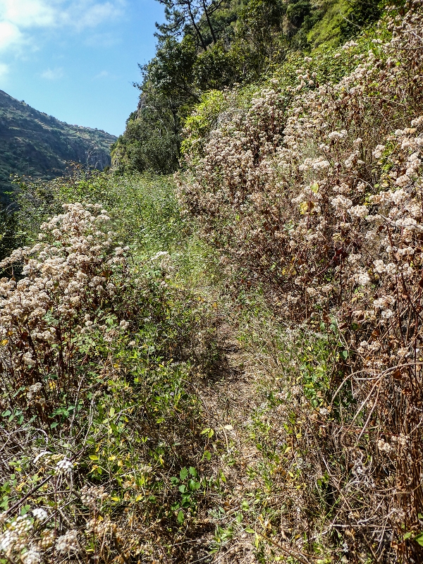 17 de maio de 2019 Para fechar: 5 levadas em Ponta do Sol — Seguindo até ao túnel em galeria — foto 4