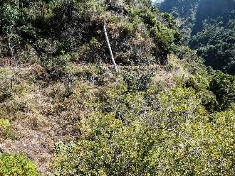 17 de maio de 2019 Para fechar: 5 levadas em Ponta do Sol — Seguindo até ao túnel em galeria — foto 14