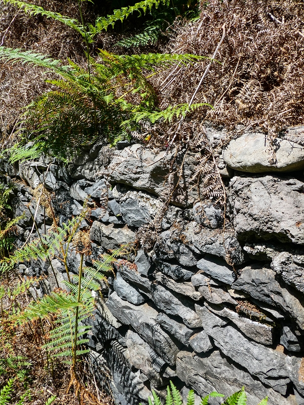 17 de maio de 2019 Para fechar: 5 levadas em Ponta do Sol — Seguindo até à Madre 1 — foto 11