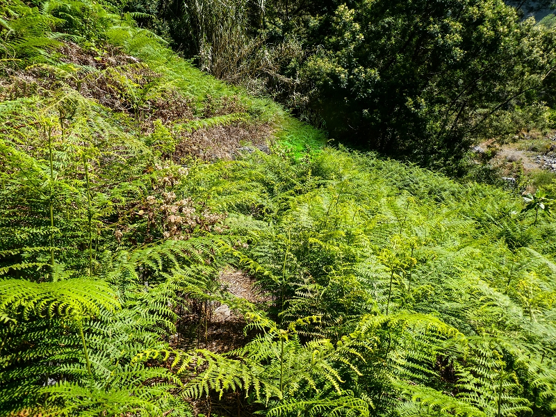 17 de maio de 2019 Para fechar: 5 levadas em Ponta do Sol — Seguindo até à Madre 1 — foto 12