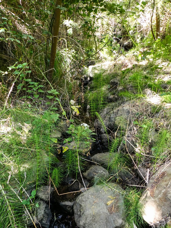 Levada do Coronel — Madre 1 — Foto 2