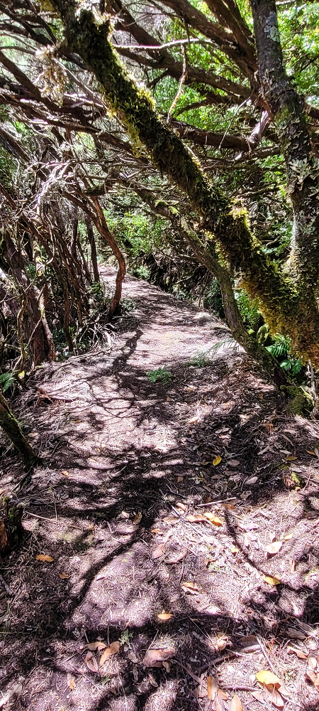 Levada do Risco — Course on the north side, 2022 — photo 15