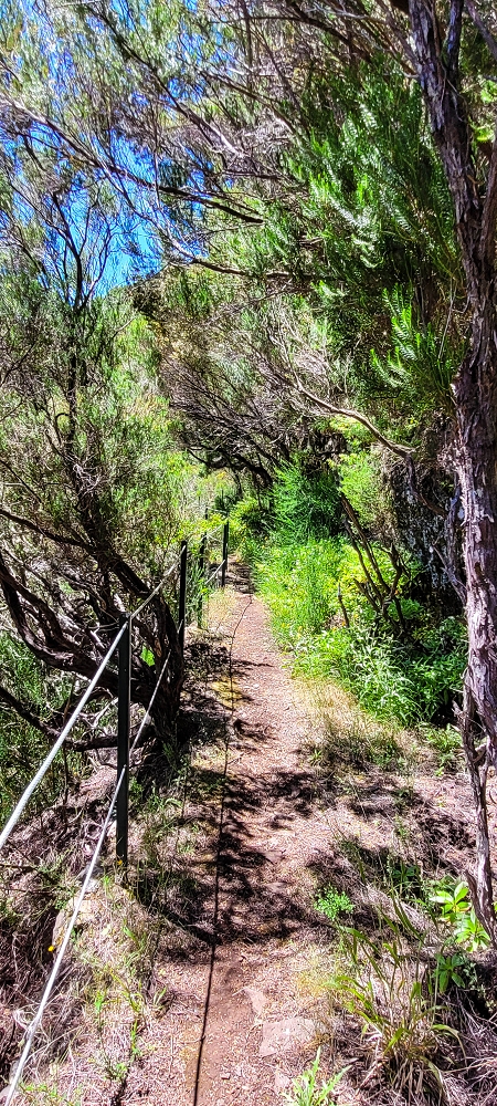 Levada do Risco — Course on the north side, 2022 — photo 17