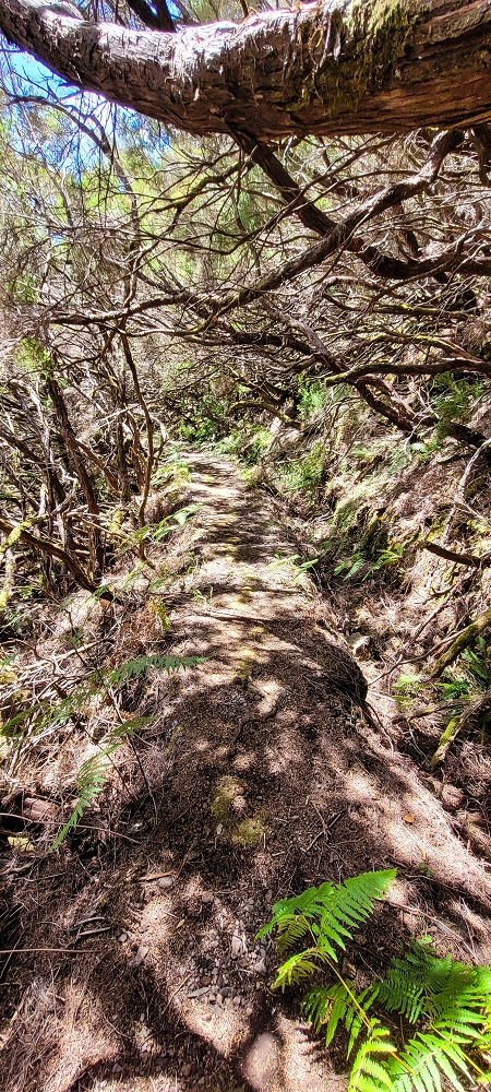 Levada do Risco — Course on the north side, 2022 — photo 18