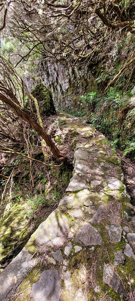 17 June 2022 Furado Velho and Furado Novo — Levada do Furado Velho: first tunnel and as far as the horizontal trees — photo 5
