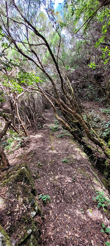 17 June 2022 Furado Velho and Furado Novo — Levada do Furado Velho: first tunnel and as far as the horizontal trees — photo 6