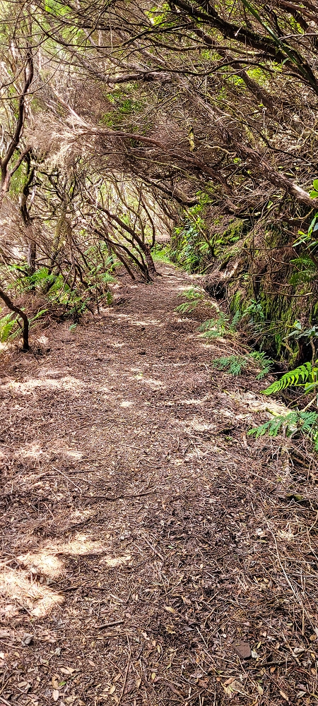 17 June 2022 Furado Velho and Furado Novo — Levada do Furado Velho: first tunnel and as far as the horizontal trees — photo 7