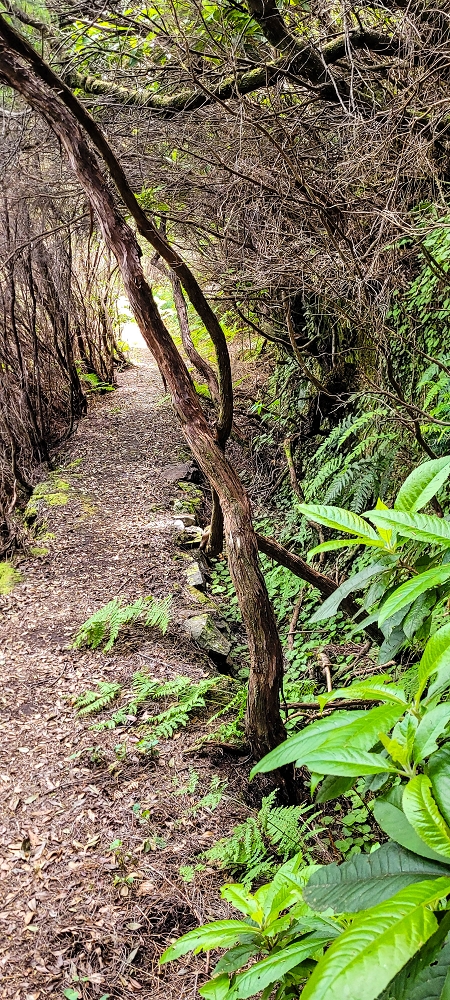 17 June 2022 Furado Velho and Furado Novo — Levada do Furado Velho: first tunnel and as far as the horizontal trees — photo 8