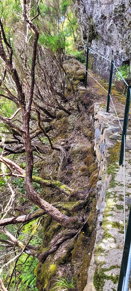 Levada do Risco — Course on the north side, 2022 — photo 14