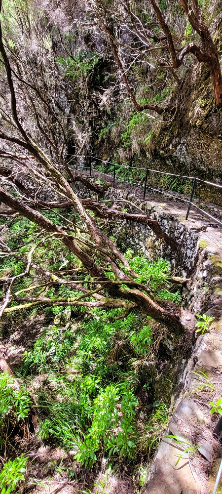 17 June 2022 Furado Velho and Furado Novo — Levada do Furado Velho: first tunnel and as far as the horizontal trees — photo 12