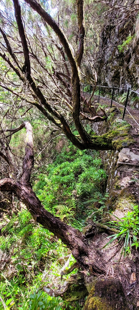 17 June 2022 Furado Velho and Furado Novo — Levada do Furado Velho: first tunnel and as far as the horizontal trees — photo 13