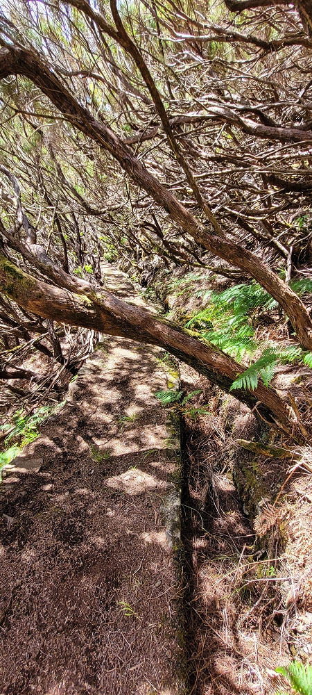 Levada do Risco — Course on the north side, 2022 — photo 5