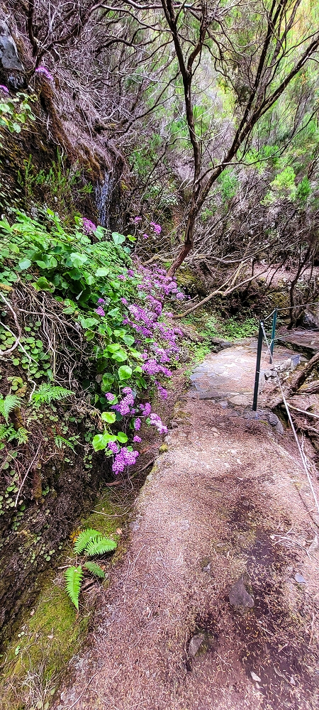 Levada do Risco — Course on the north side, 2022 — photo 6