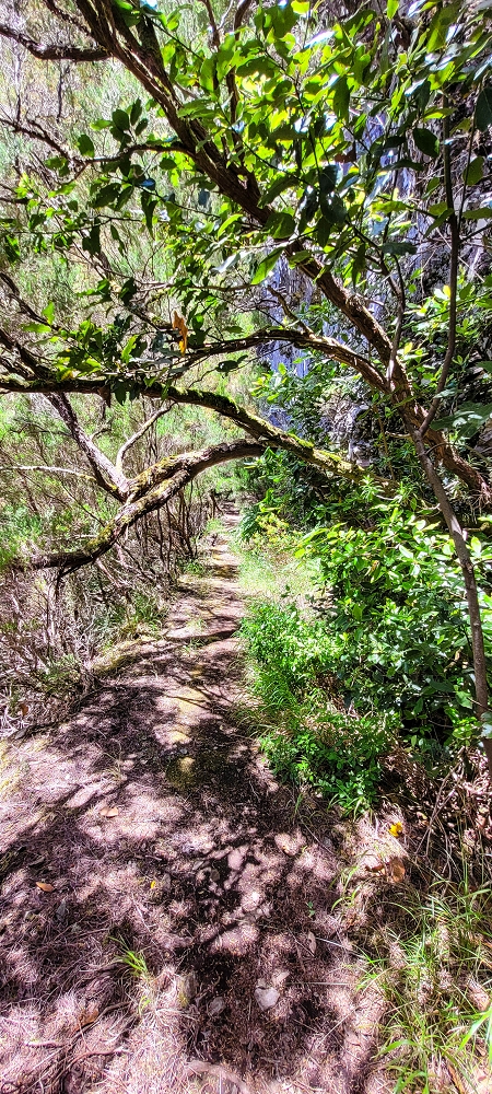 Levada do Risco — Course on the north side, 2022 — photo 7