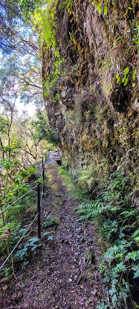 Levada do Risco — Course on the north side, 2022 — photo 8