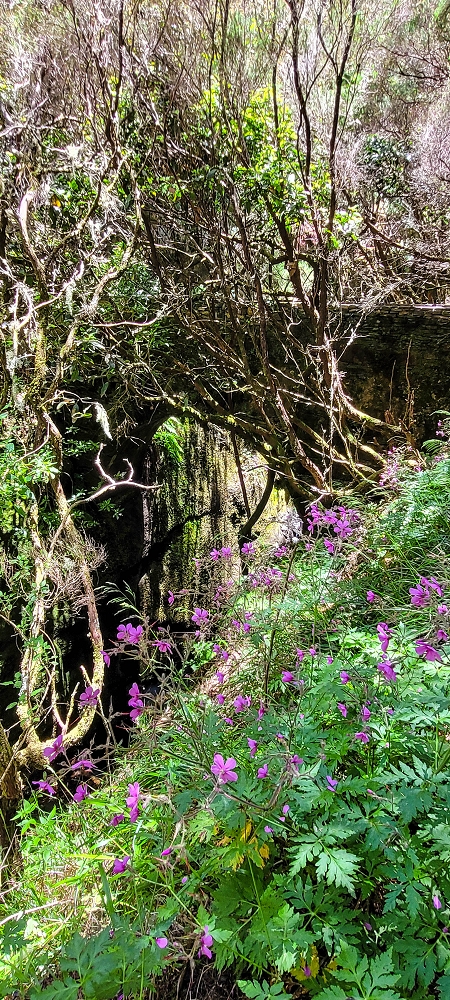 17 June 2022 Furado Velho and Furado Novo — On through the 2nd tunnel to the bridge over the Ribeira do Alecrim — photo 15