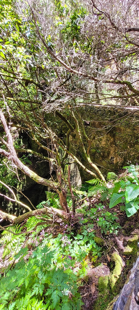 Levada do Risco — Course on the north side, 2022 — photo 2