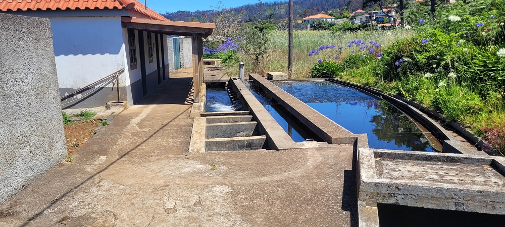 Levada Nova — Weiter bis zum Levadahaus — Foto 1