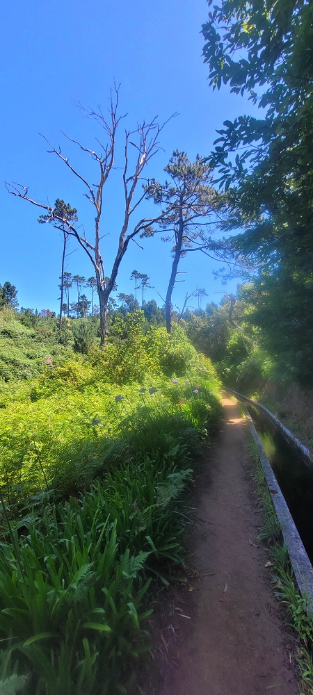 Levada Nova — Weiter bis zum Levadahaus — Foto 3