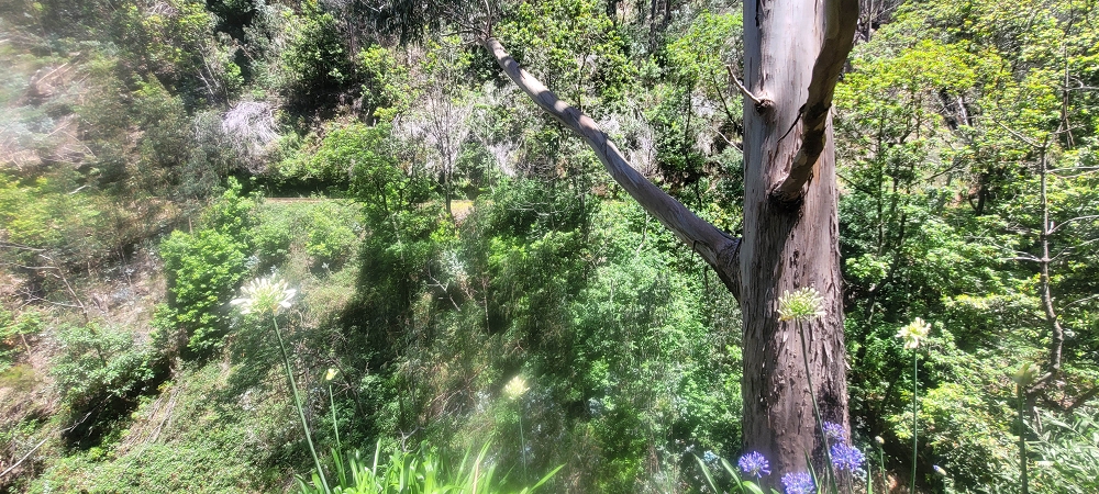 17.06.2024 Auf der Levada Nova von Estreito da Calheta nach Prazeres — Zurück zum Ausgangspunkt — Foto 6