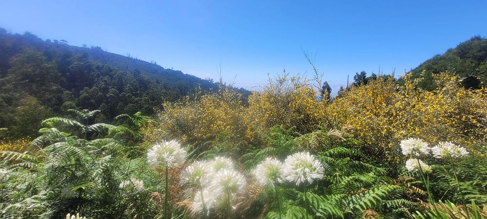 17.06.2024 Auf der Levada Nova von Estreito da Calheta nach Prazeres — Vom Lombo dos Moinhos zur Kreuzung mit der ER210 — Foto 8