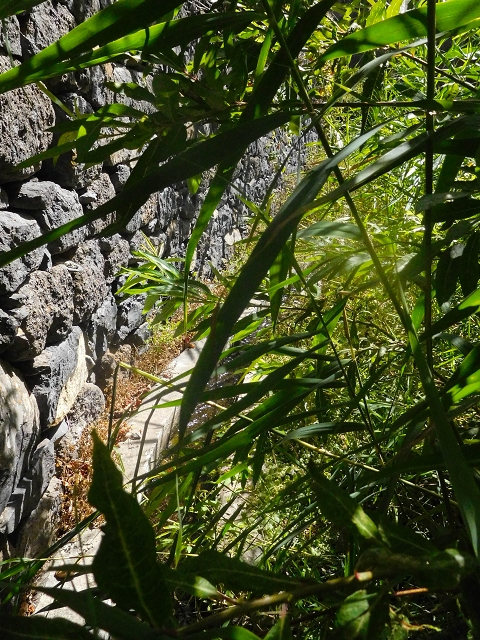17 de agosto de 2017 3 levadas no vale inferior de Tabua — Em parte coberto de vegetação, em parte sobre pontes, até Corujeira — foto 4