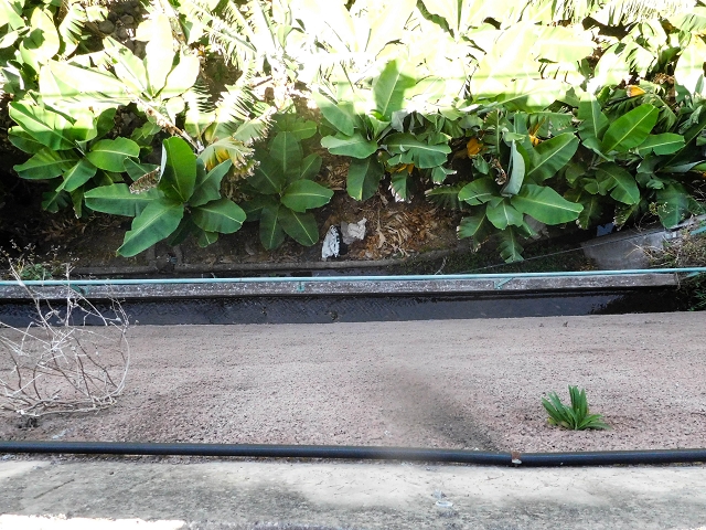 17 de agosto de 2017 3 levadas no vale inferior de Tabua — Os últimos metros em Corujeira e o reservatório — foto 2