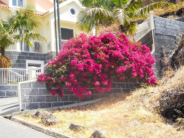 17 de agosto de 2017 3 levadas no vale inferior de Tabua — Subida à Levada Nova — foto 1