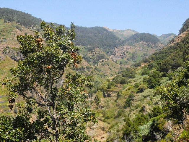 17 de agosto de 2017 3 levadas no vale inferior de Tabua — Na Levada Nova até à obra da ribeira em Tabua — foto 11