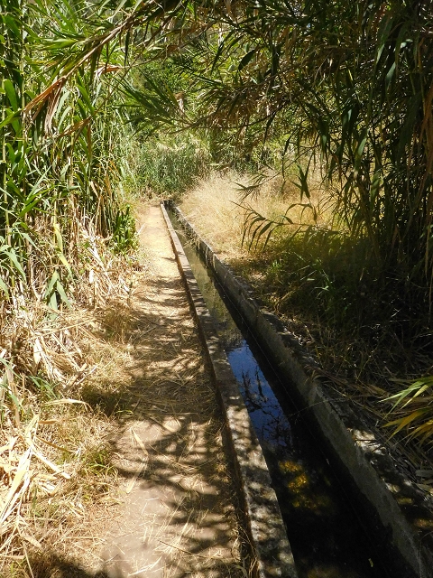 17 de agosto de 2017 3 levadas no vale inferior de Tabua — Na Levada Nova até à obra da ribeira em Tabua — foto 20