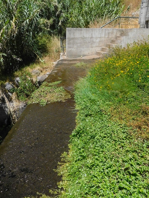 Levada Nova — Weitere Beschreibungen — Foto 43