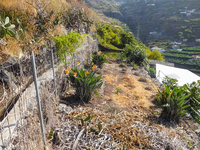 17 de agosto de 2017 3 levadas no vale inferior de Tabua — Do fim, bem caminhável até perto da estrada — foto 18
