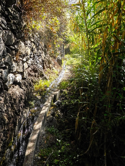 Levada das Voltas — Weiter teilweise im Wald — Foto 5