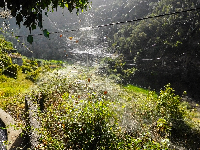 Levada das Voltas — Weiter teilweise im Wald — Foto 4
