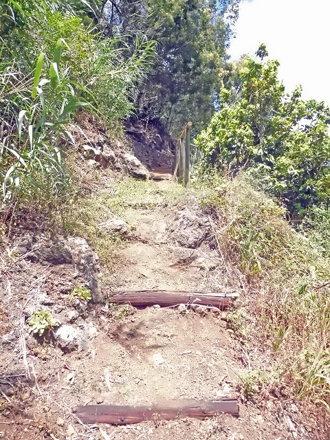 18 June 2016 Levada da Azenha — To the intermediate Madre and back to the wooden bridge — photo 1
