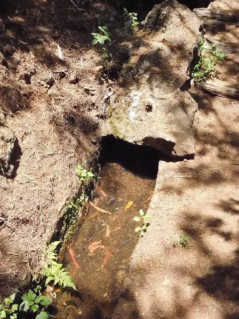 18 June 2016 Levada da Azenha — To the intermediate Madre and back to the wooden bridge — photo 5