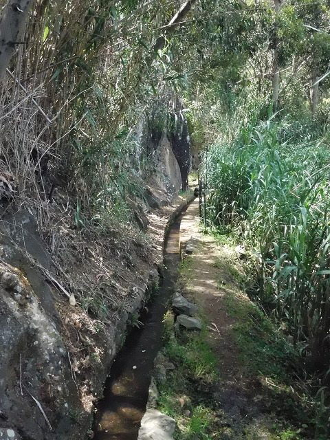 18 June 2016 Levada da Azenha — To the intermediate Madre and back to the wooden bridge — photo 7