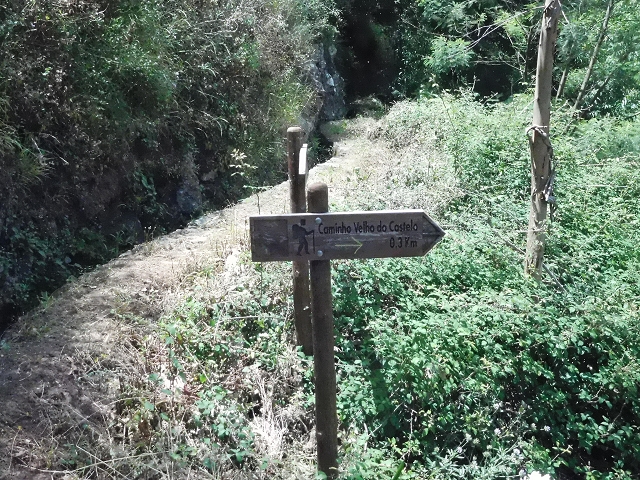 18 June 2016 Levada da Azenha — To the intermediate Madre and back to the wooden bridge — photo 12