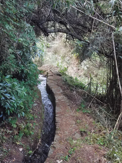 18 June 2016 Levada da Azenha — To the intermediate Madre and back to the wooden bridge — photo 16