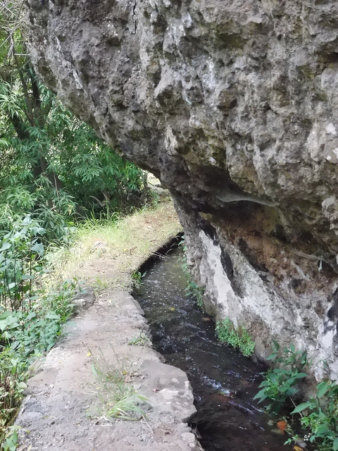 18 June 2016 Levada da Azenha — To the intermediate Madre and back to the wooden bridge — photo 23