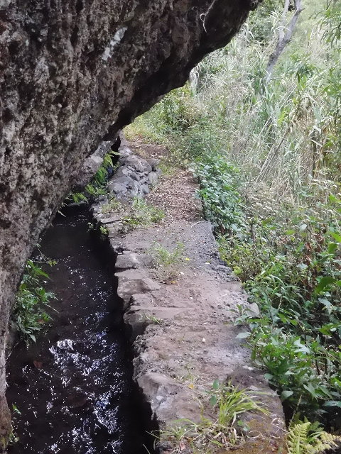 18 June 2016 Levada da Azenha — To the intermediate Madre and back to the wooden bridge — photo 24