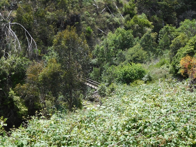 18 June 2016 Levada da Azenha — Along the western terminal branch, west, as far as the houses — photo 4