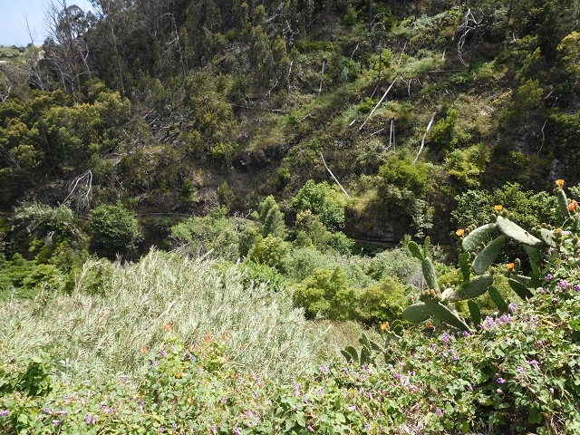 18 June 2016 Levada da Azenha — Along the western terminal branch, west, as far as the houses — photo 5