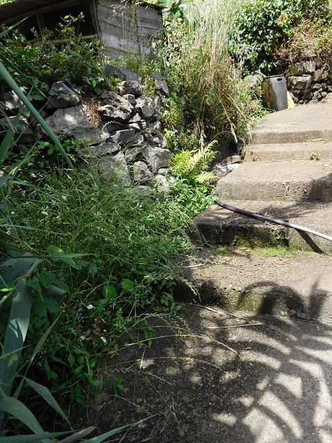 18 June 2016 Levada da Azenha — Along the western terminal branch, west, as far as the houses — photo 7