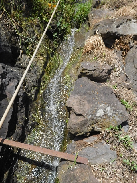 18 June 2016 Levada da Azenha — Along the western terminal branch, west, as far as the houses — photo 9