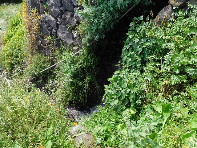 18 June 2016 Levada da Azenha — Along the western terminal branch, west, as far as the houses — photo 10